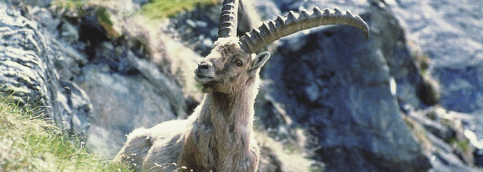 steinbock